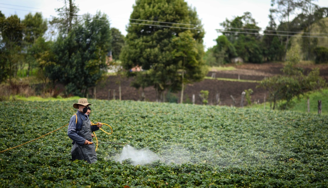 La eliminación de las malezas consume 40% del tiempo de los agricultores