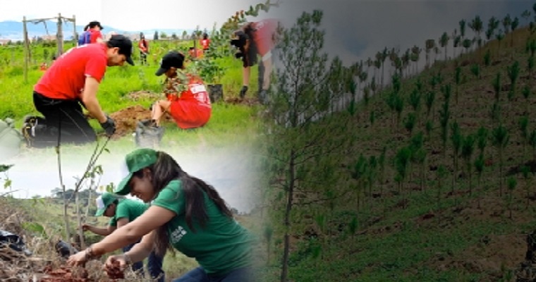 Colombia: el camino a la reforestación de los 180 millones de árboles antes  de 2022