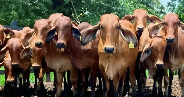 ¿Qué pasa con el ganado? Precios y oferta muestran señales de alerta en Córdoba y Sucre
