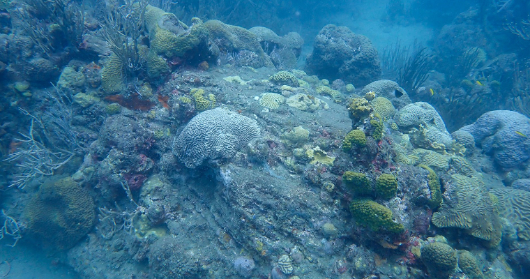 Bacteria “silenciadora” abre el camino a probióticos que protejan corales