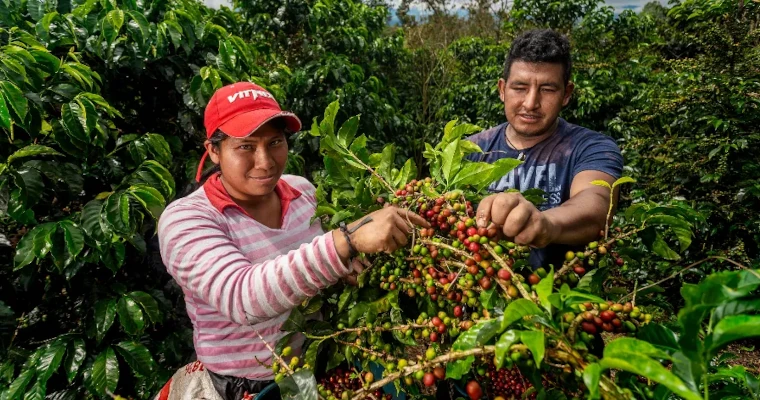 Día Internacional del Café