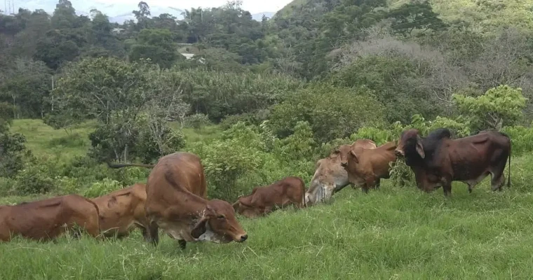 Ganaderos del Cauca restauran 400 hectáreas a la naturaleza con silvopastoreo