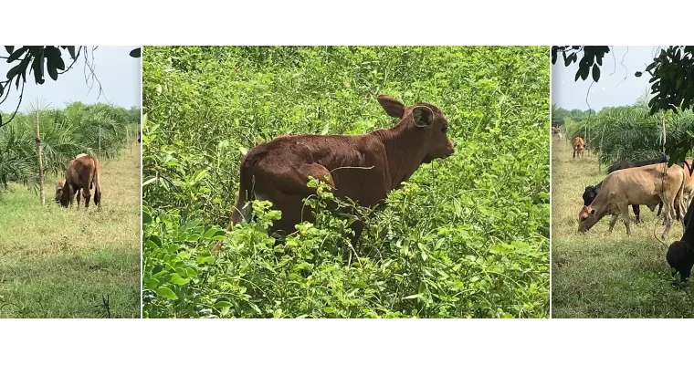 Nació en Córdoba el primer macho de raza compuesta: un hito para la ganadería colombiana
