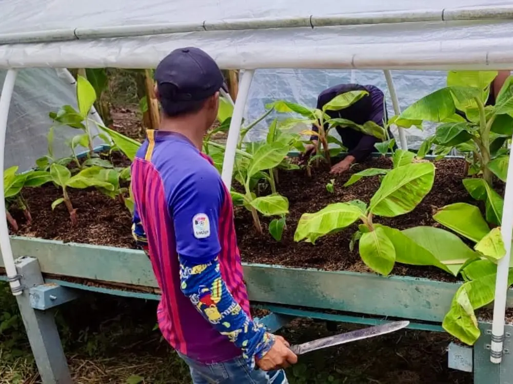 Los Embera Chami del Resguardo Kerakar y AGROSAVIA: Una alianza que hizo florecer el plátano en el Huila