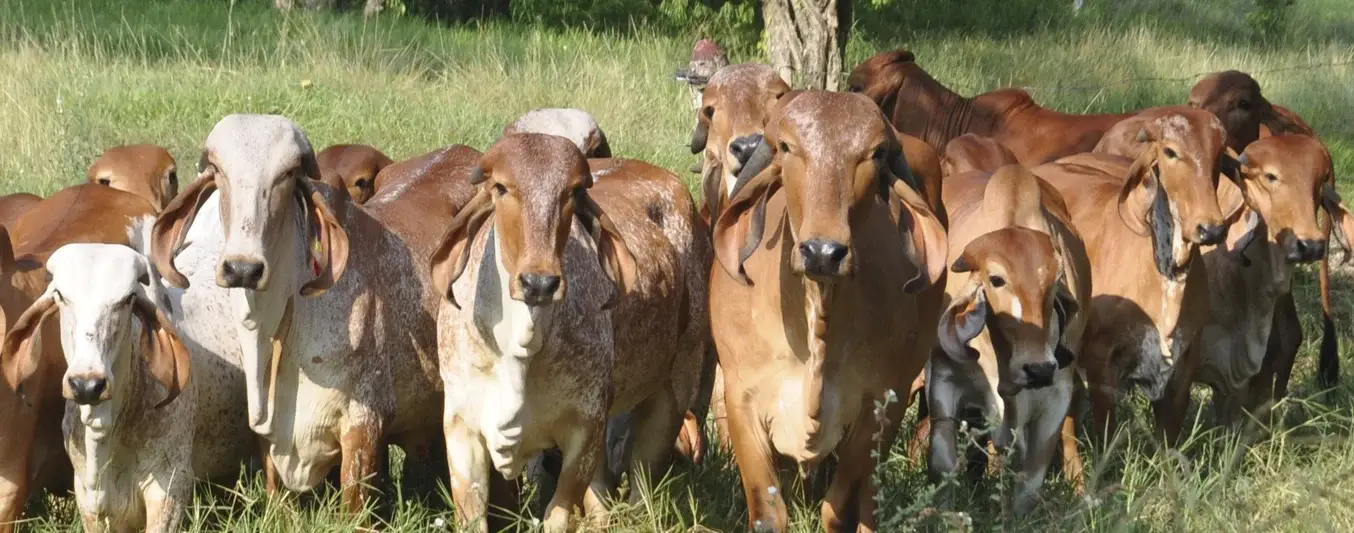 Montería y Yopal marcan la pauta en los precios del ganado a mitad de octubre