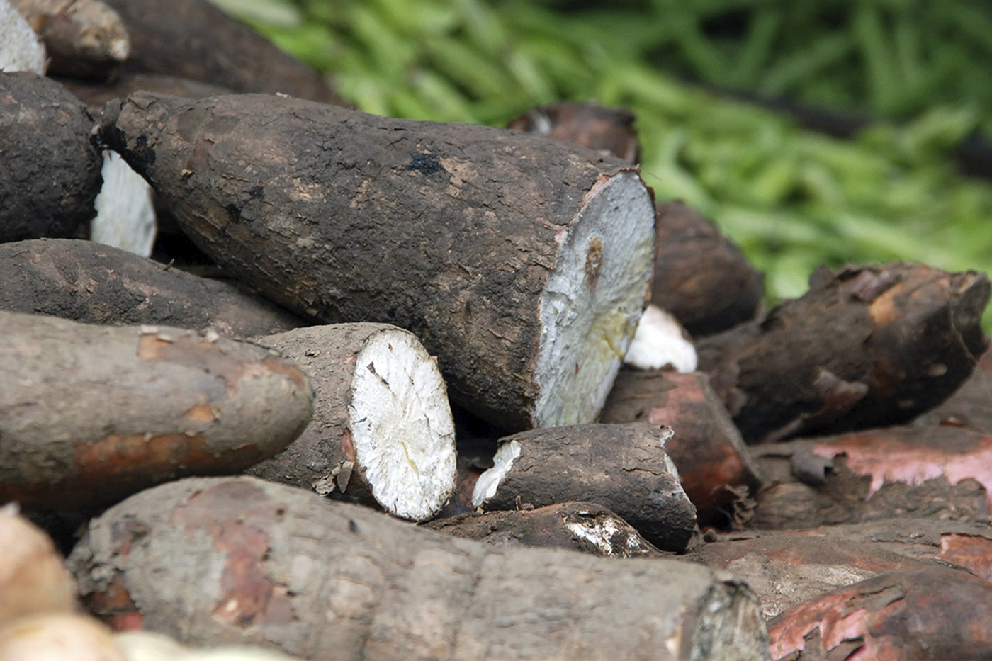 Genética de la yuca amazónica guarda la huella cultural de los pueblos indígenas