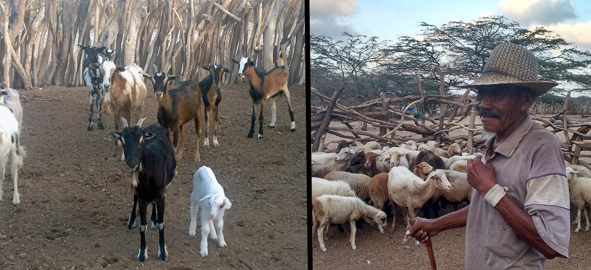MinAgricultura hace un llamado a productores de la región Caribe a implementar medidas de prevención y protección de animales por temporada de ciclones