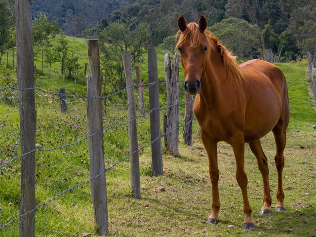 El ICA atiende brotes de Encefalitis Equina del Este y Encefalitis Equina Venezolana en el departamento de Bolívar