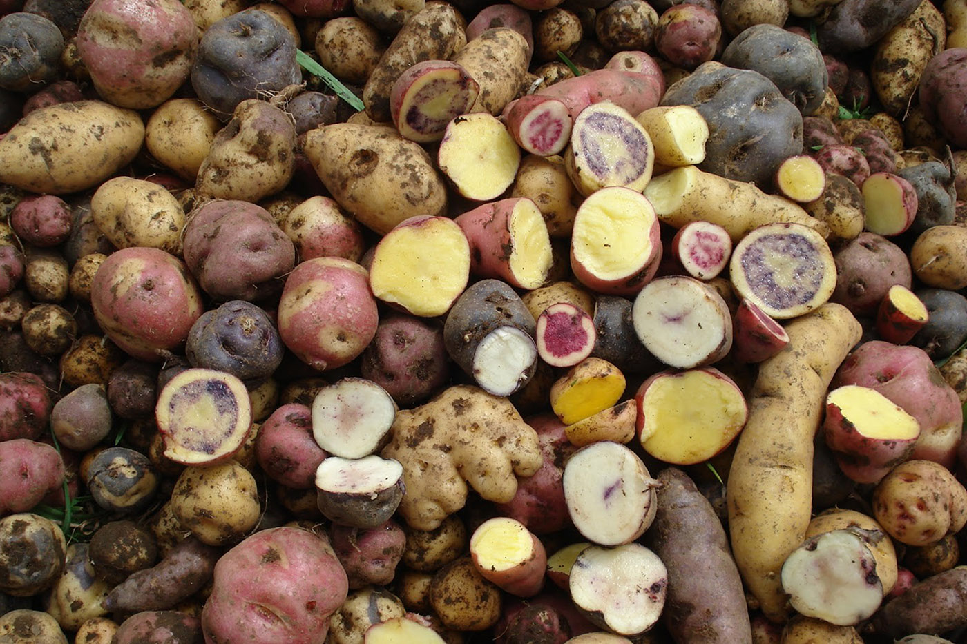 Cinco tipos de papa criolla usan mejor el nitrógeno del suelo