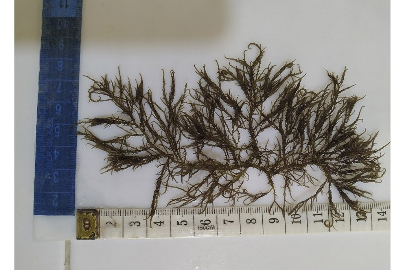 Algas rojas samarias inspiran mascarilla facial natural e hidratante