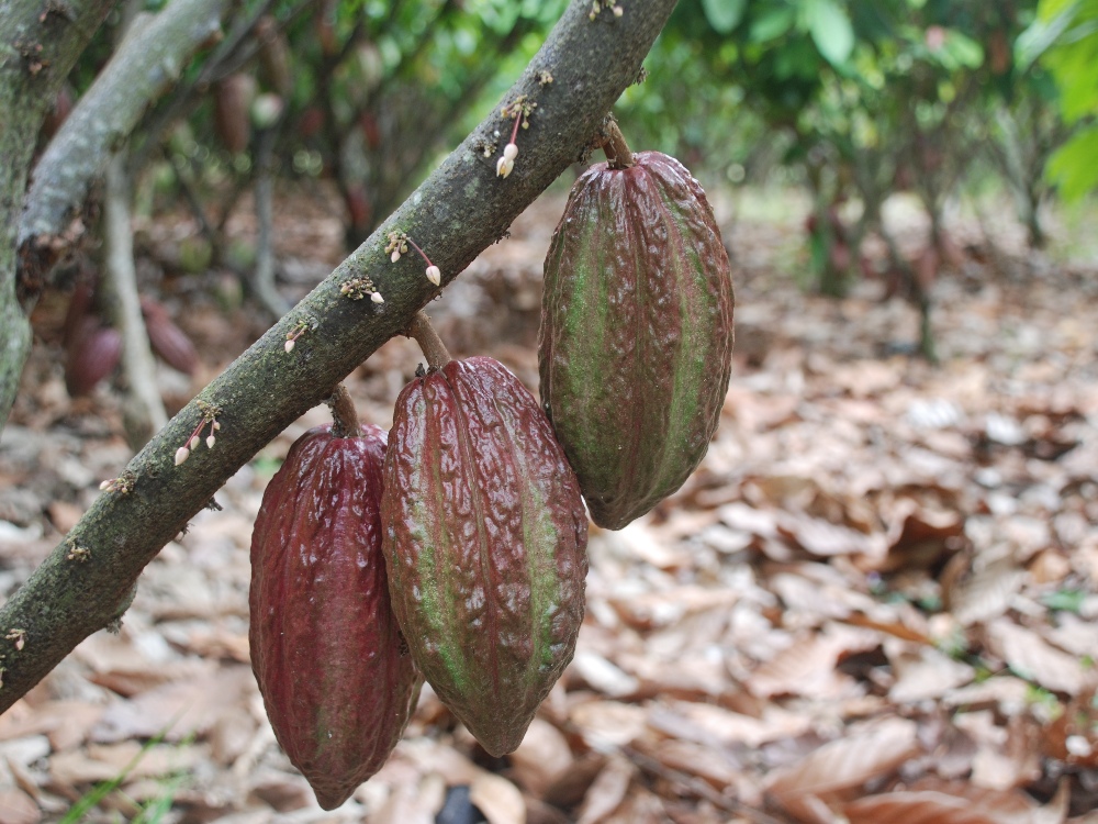 AGROSAVIA lanza manual técnico para fortalecer la sostenibilidad y productividad del cacao en Colombia