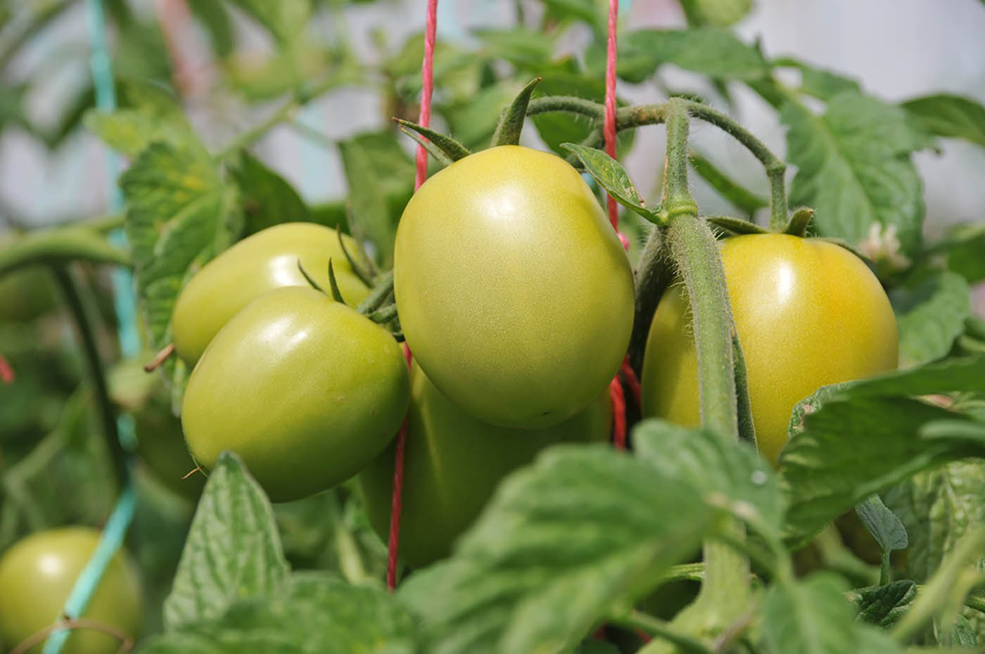 Estiércol de cerdo y bacterias, aliados para la producción sostenible de fertilizantes