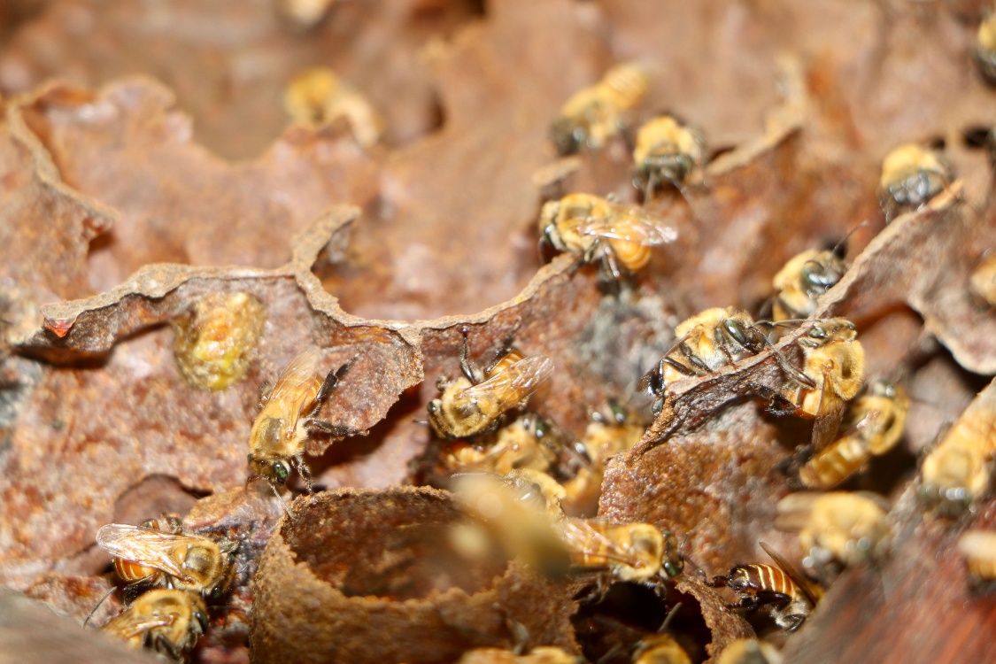 Polinizando las nuevas generaciones: AGROSAVIA impulsa una educación rural que florece entre colmenas y bosques del Caquetá