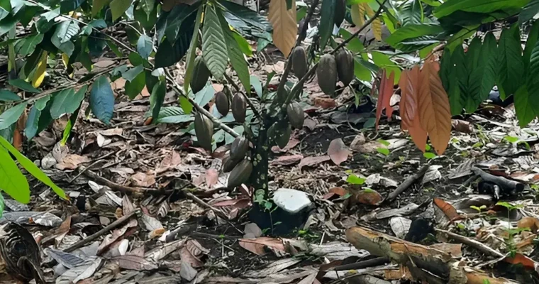 Recupere su cacao improductivo en tiempo récord y sin gastar tanto con esta técnica