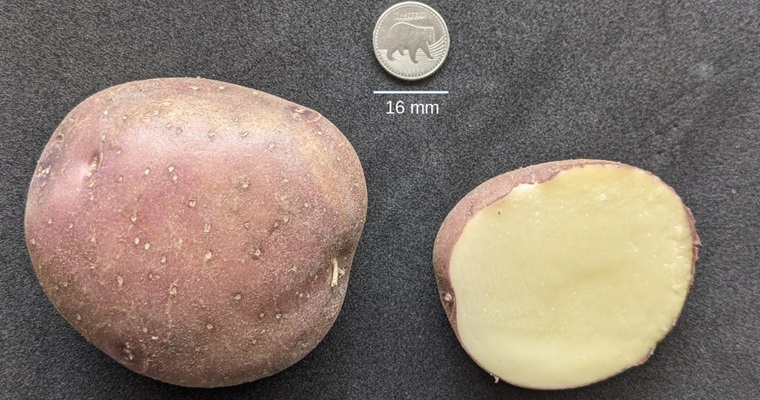 Desentrañan el genoma de la papa Diacol Capiro: un avance histórico para la agricultura en Colombia