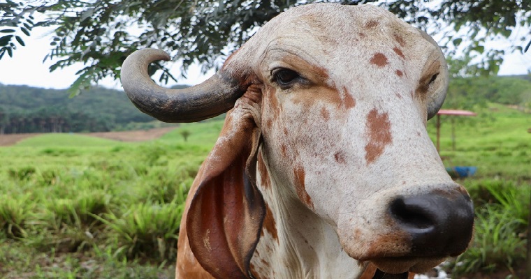 Alto valor genético para pequeños productores ganaderos entrega AGROSAVIA a través del “Conpes Lácteo”