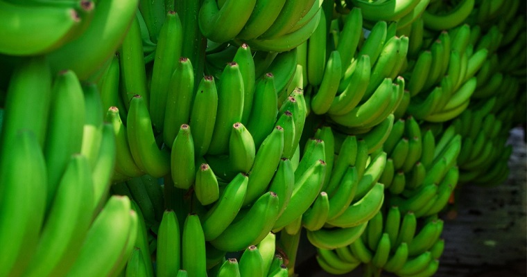 Identifican genes clave para mejorar calidad y productividad en el cultivo de plátanos y bananos