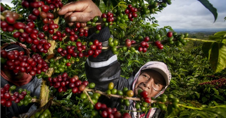 Agronet: acceso abierto a datos de las exportaciones del sector agroindustrial colombiano