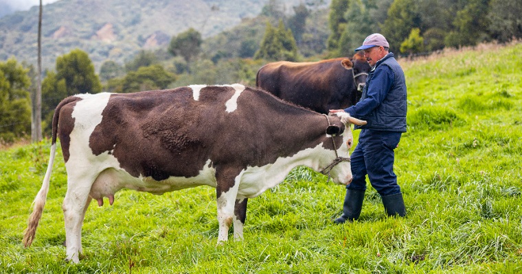 Entérate de los precios de la leche a través de Agronet: transparencia en la cadena de comercialización