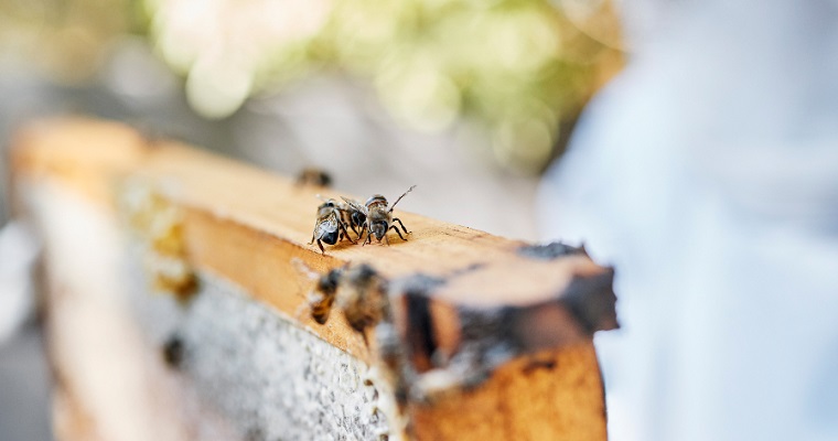Avanza el mapa de zonificación apícola en Boyacá