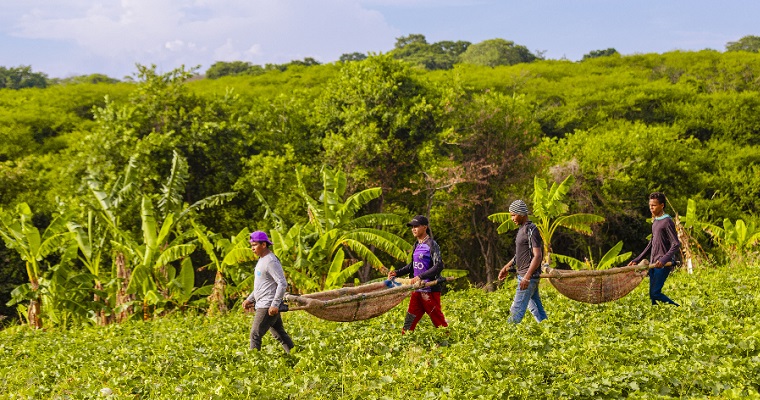 El melón es una de las alternativas productivas en La Guajira que los campesinos están sembrando