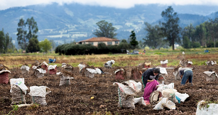 El campesinado es reconocido como sujeto de derechos y especial protección en Colombia