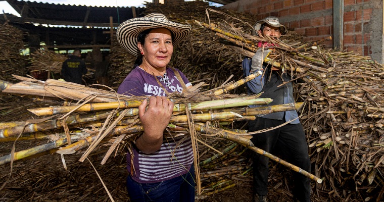 Panela colombiana: el dulce sabor del campo