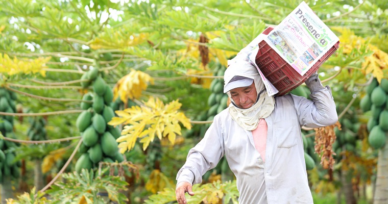 El DANE presenta actualizaciones en el «Marco maestro rural y agropecuario»