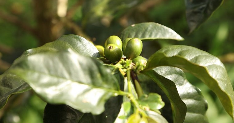 Producción de café de Colombia cae 22% en julio