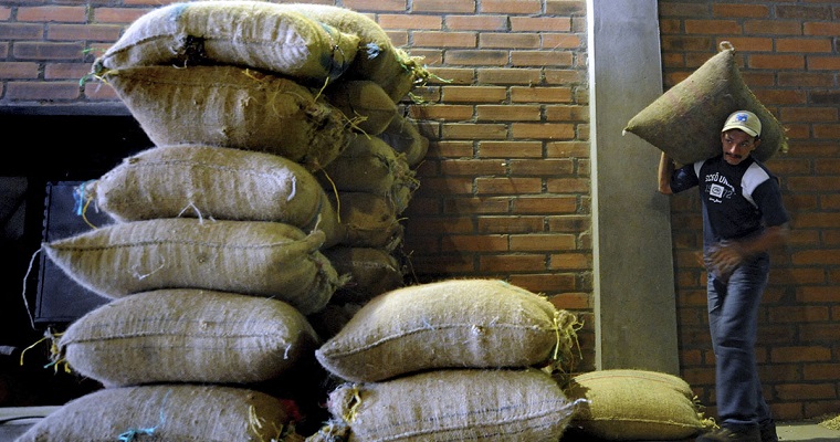 Cultivos de café no requieren tanto cloro