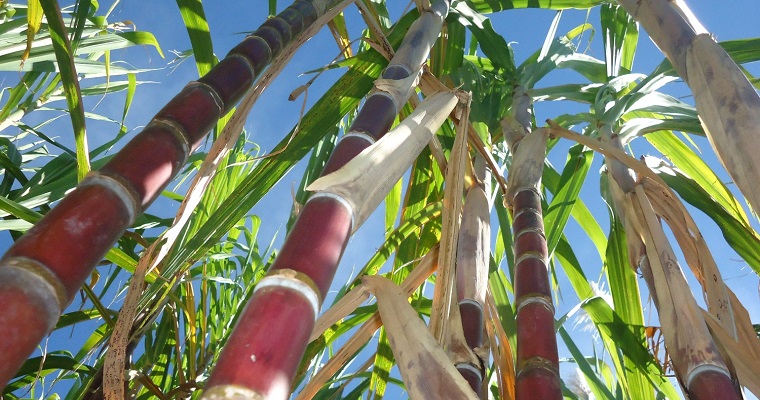 Con semilla de caña de azúcar para panela, AGROSAVIA fortalece las capacidades productivas de agricultores en Boyacá y Santander