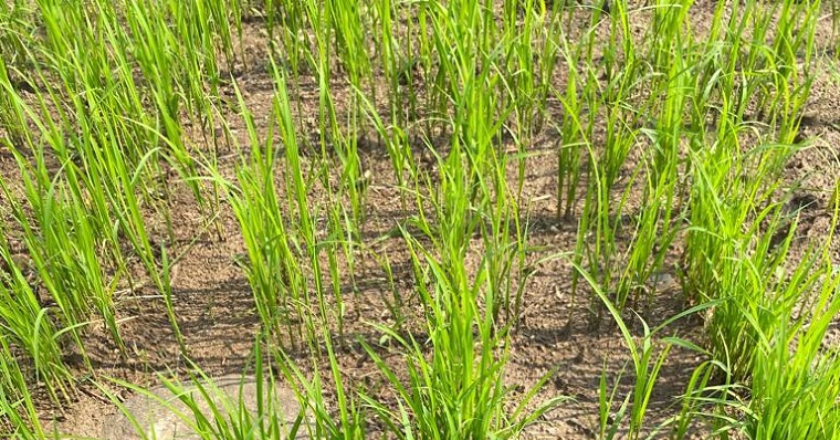 Riego en arroz: un reto urgente para la investigación agropecuaria