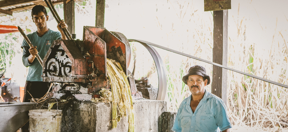 MinAgricultura apoya compras públicas en beneficio de productores de panela