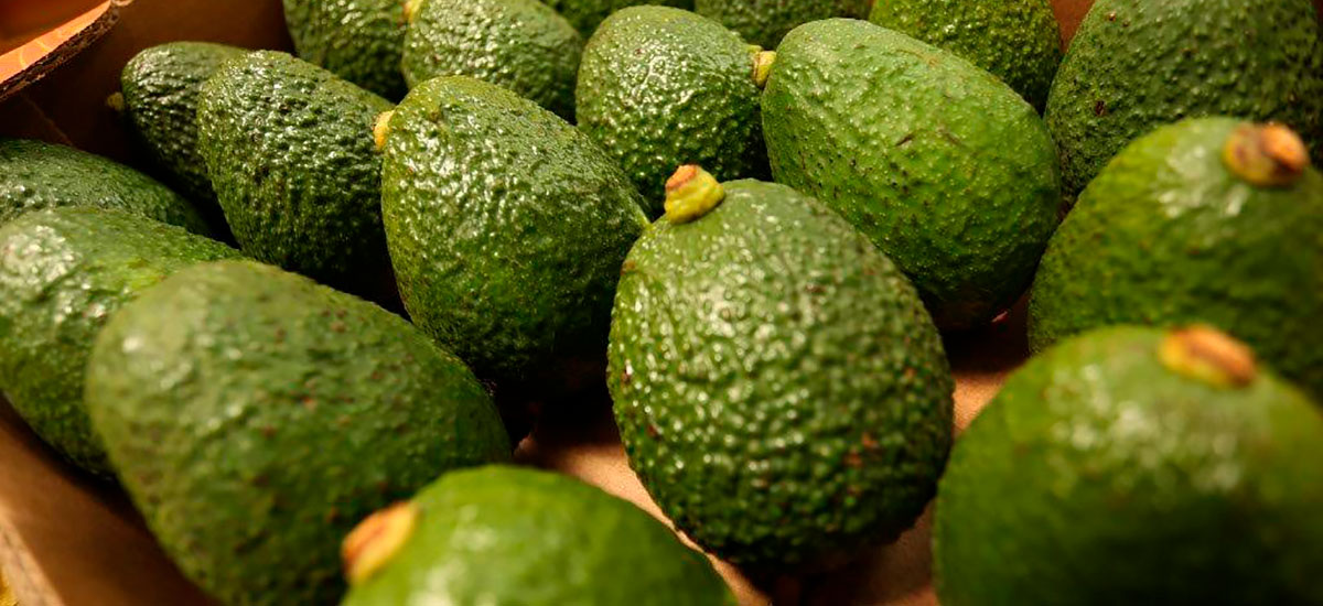 Productores de Cauca exportarán 19.000 kilos de aguacate Hass a Estados Unidos