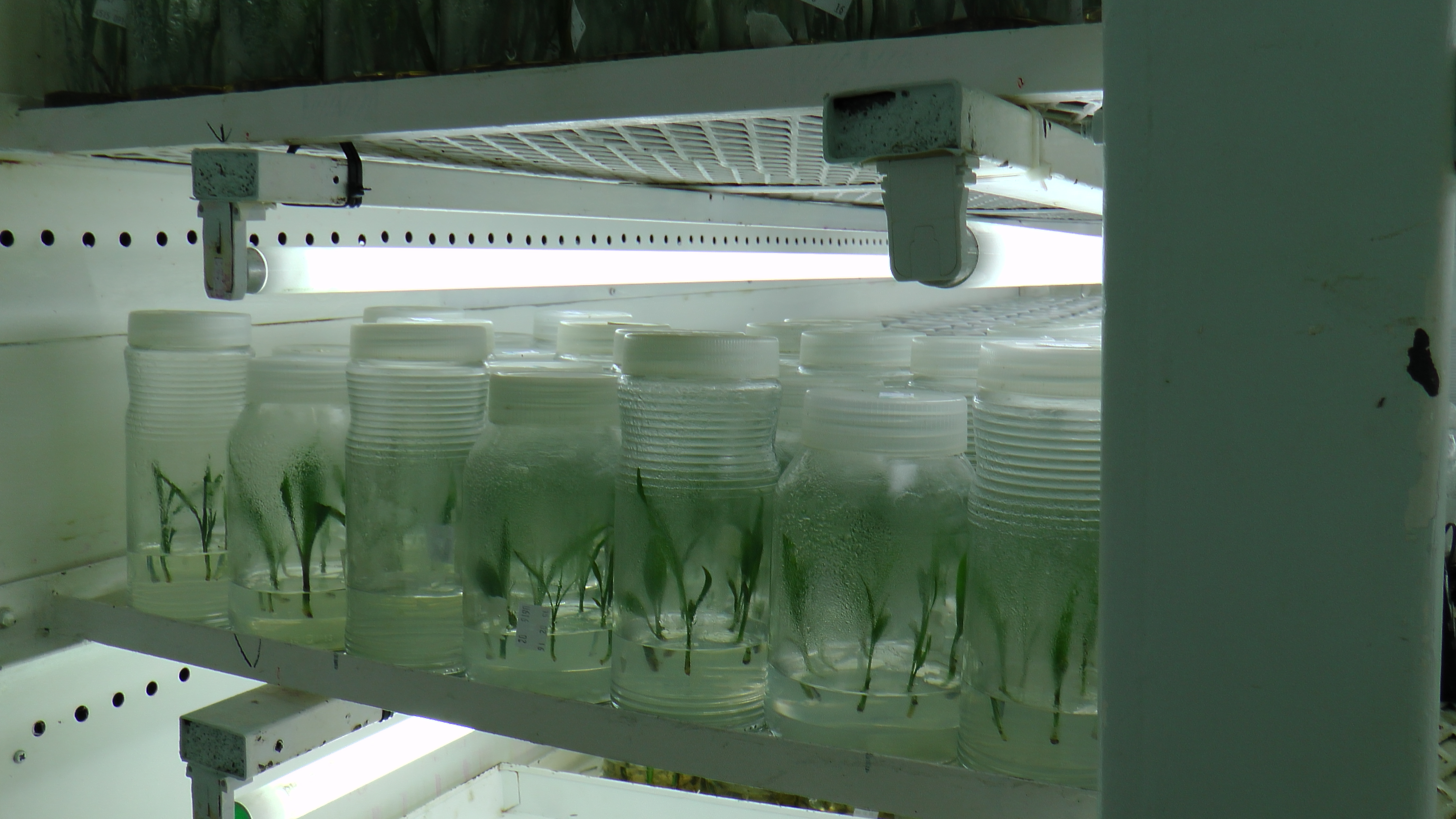 Invertir en investigación agropecuaria: progreso en algunos países, tarea pendiente para otros - 31 de octubre de 2016