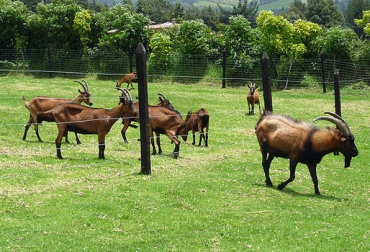 Caracterizan ovinos y caprinos para mejorar competitividad