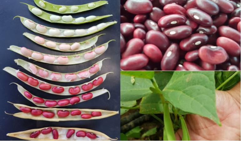 Nueva variedad de fríjol para combatir la malnutrición