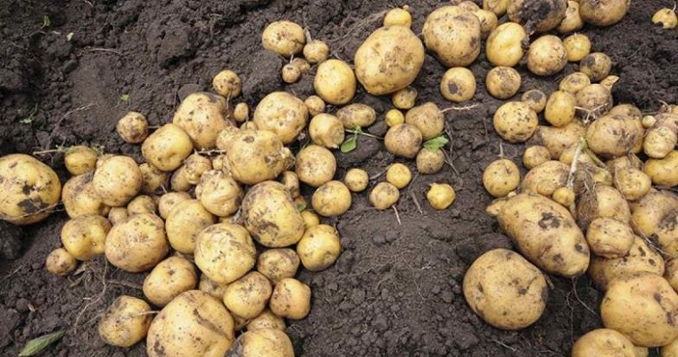 Producen papa orgánica