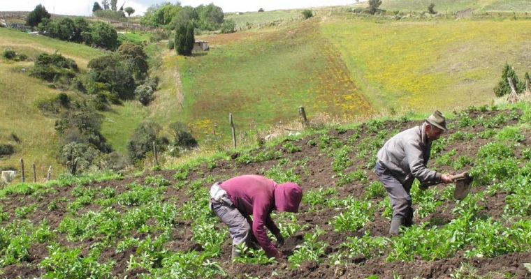 Nace una Agro Alianza para apoyar reactivación del campo