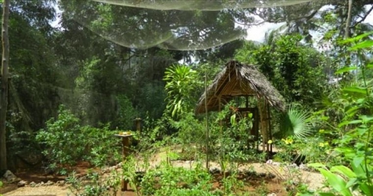 La alternativa ecológica que los agricultores de Tanzania encontraron para controlar las emisiones de esmog