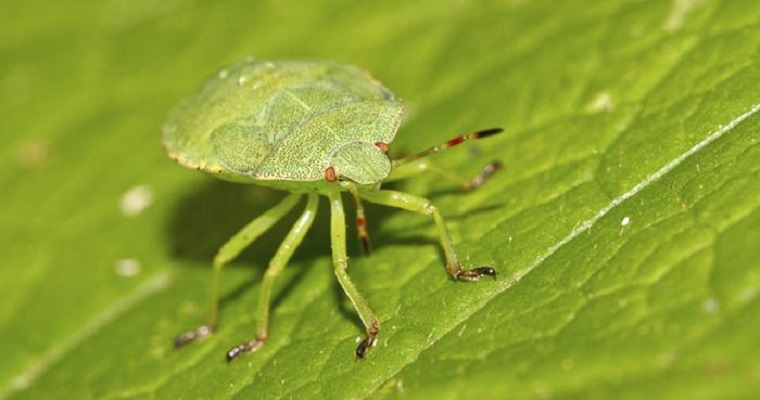 Los insectos reemplazan a los pesticidas para proteger los cultivos de tomate en Francia