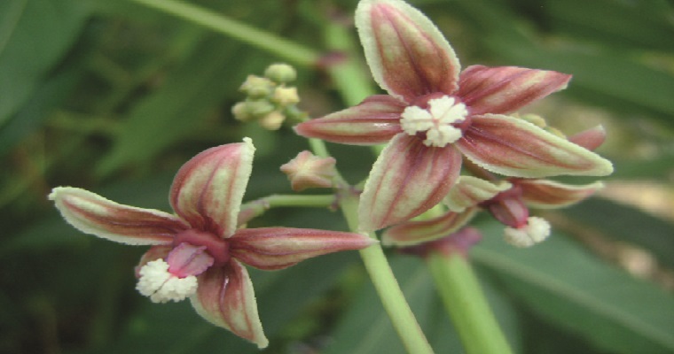 En Colombia, se lanza el primer catálogo digital de variedades de yuca del Cauca