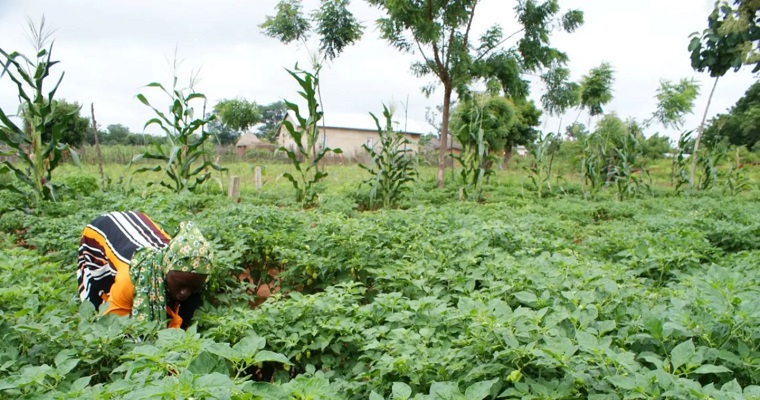 Cómo reducir las emisiones de la agricultura para lograr una transición justa