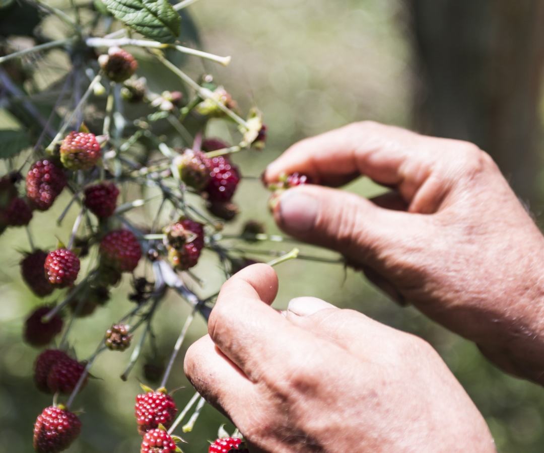 Pequeños productores de siete departamentos cultivan la fruta de Jugos Hit
