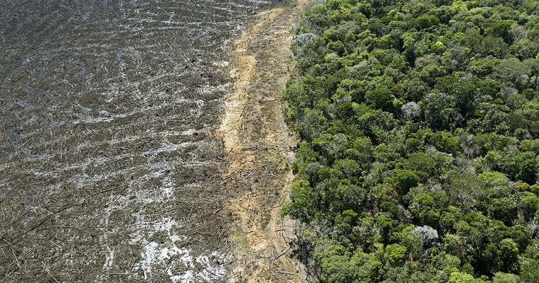 Deforestación y emisiones del CO2, los mayores enemigos contra el calentamiento