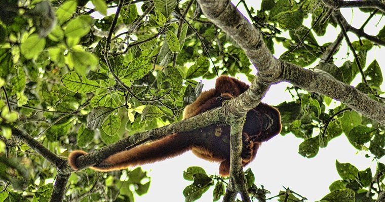 Ecosistemas se degradan más por falta de información