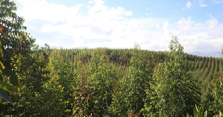 Minagricultura busca predios con potencial para realizar plantaciones forestales comerciales