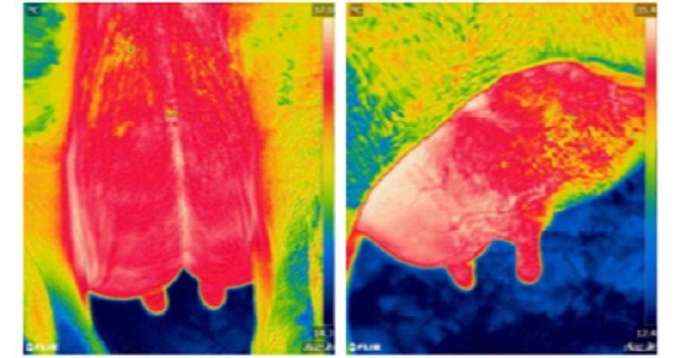 Mastitis bovina se detectaría con cámaras termográficas