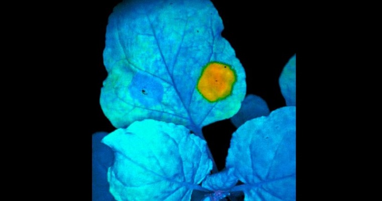 Prometedor método convierte hojas de las plantas en almacenes de nutrientes