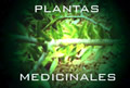 Congreso internacional de plantas medicinales y aromáticas 